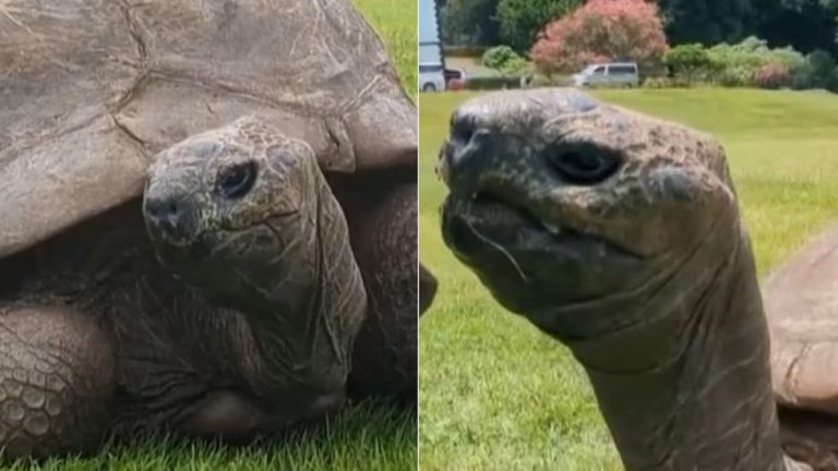 Jonathan, a tartaruga mais velha do mundo, com 192 anos, vive em Santa Helena