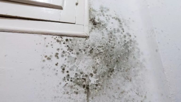 Sem vinagre nem bicarbonato: «esponja mágica» para remover manchas de humidade das paredes