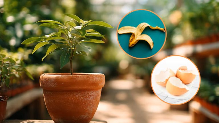 Como usar cascas de ovo e bananas para obter plantas mais fortes e floridas