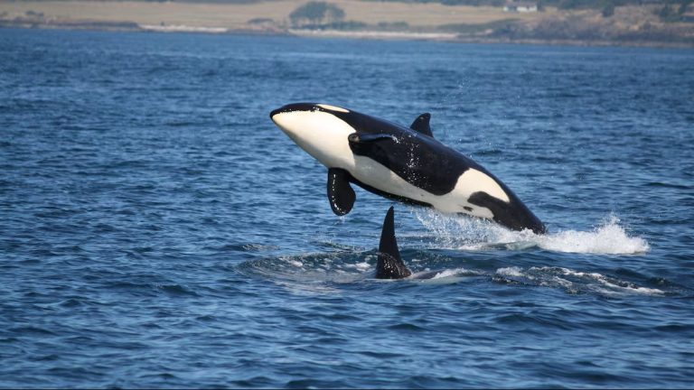 Aviso do Serviço de Salvamento Marítimo sobre o aparecimento de três grupos de orcas na costa.