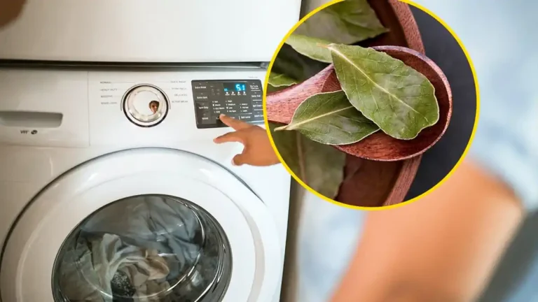 Para que e por que é recomendável colocar folhas de louro na máquina de lavar?