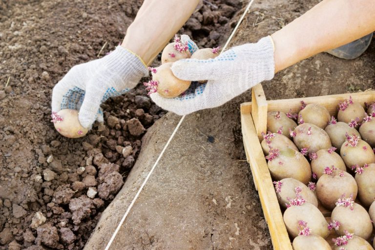 Descubra como plantar batatas em agosto para colher uma última e saborosa safra no outono