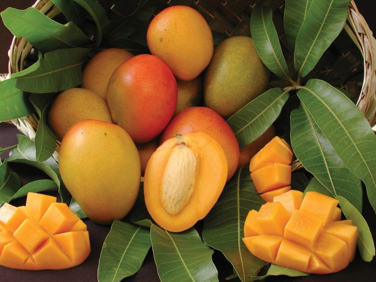 Como se chama a árvore do mangue? Todos conhecem esta fruta, mas poucos sabem de onde ela vem