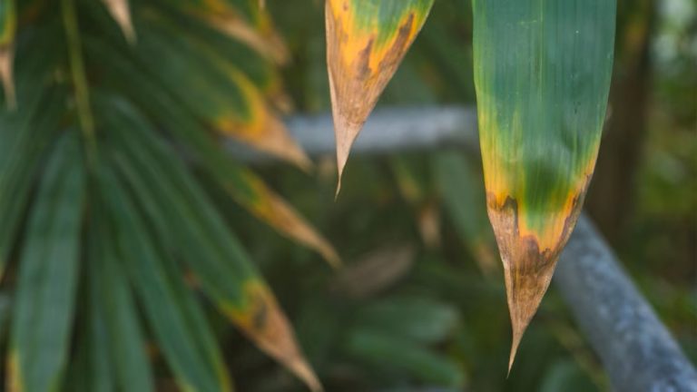 O que significam pontas marrons e secas nas folhas, na opinião de um especialista em plantas