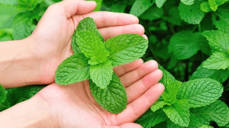 Como cuidar de uma planta de hortelã em casa para que cresça forte e saudável