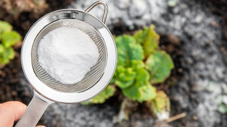 Bicarbonato de sódio: como pode ser usado para cuidar de plantas de interior