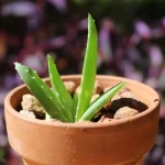 Como cuidar de um aloe vera em vaso para aproveitar todas as suas propriedades