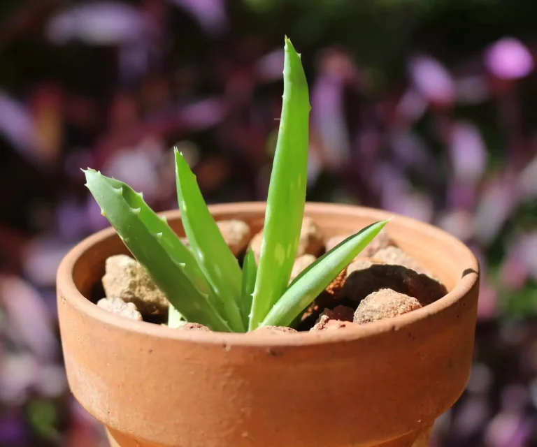 Como cuidar de um aloe vera em vaso para aproveitar todas as suas propriedades