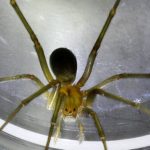 Cientistas chilenos receberam prémio no Reino Unido pela descoberta de uma curiosa característica do comportamento da aranha cantora