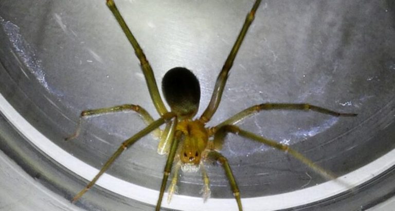 Cientistas chilenos receberam prémio no Reino Unido pela descoberta de uma curiosa característica do comportamento da aranha cantora