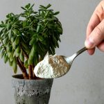 Para que serve o açúcar e quais são os seus benefícios para a árvore de jade?