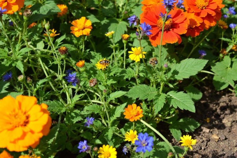 Flores comestíveis para semear no final de agosto: adicione cores vivas, colheita e biodiversidade à sua horta neste outono!
