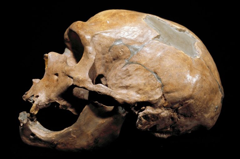 Encontrada a mais antiga prova de cruzamento entre neandertais e sapiens: crânio de criança que viveu há 140 mil anos