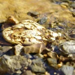A descoberta do século: encontrado rio com toneladas de ouro, pertencente a um único país