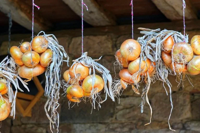 O segredo para conservar alho e cebola sem que germinem ou mofem