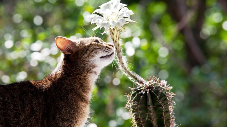 Bomba na biologia: cientistas demonstram pela primeira vez que animais e plantas comunicam-se através de sons