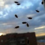 O problema dos pequenos insetos nas paredes e tetos das habitações