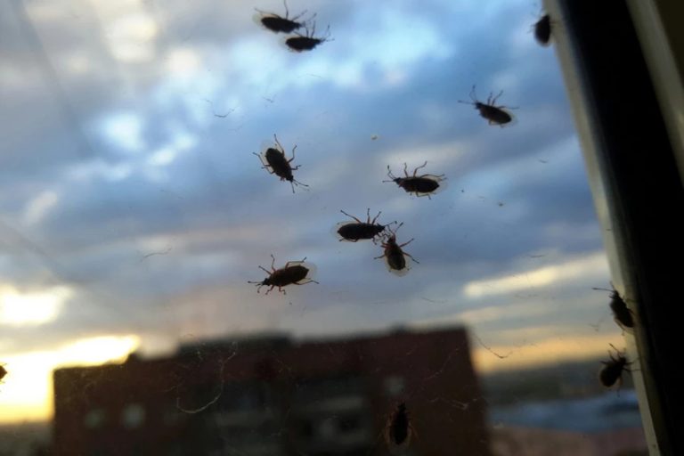 O problema dos pequenos insetos nas paredes e tetos das habitações