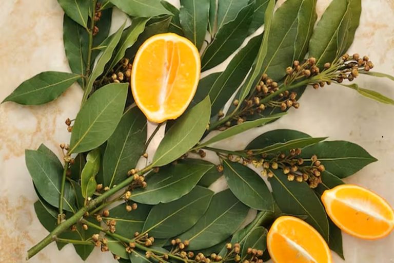 Misturar laranja com louro: para que serve e por que recomendam fazê-lo antes da primavera