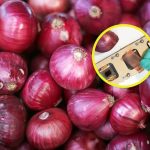 Descobrem que a casca da cebola bloqueia 99,9% dos raios UV: assim funciona o novo escudo vegetal que pode revolucionar os painéis solares e substituir os plásticos