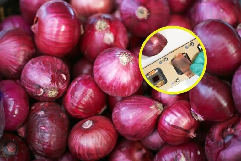Descobrem que a casca da cebola bloqueia 99,9% dos raios UV: assim funciona o novo escudo vegetal que pode revolucionar os painéis solares e substituir os plásticos