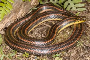 A FWC pede ajuda: solicitam relatos de avistamentos de uma espécie rara de serpente que se acreditava extinta
