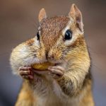 Cientistas descobrem que os roedores partilham connosco uma chave evolutiva que lhes deu vantagem sobre outros mamíferos e que surgiu há 50 milhões de anos