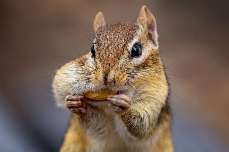 Cientistas descobrem que os roedores partilham connosco uma chave evolutiva que lhes deu vantagem sobre outros mamíferos e que surgiu há 50 milhões de anos