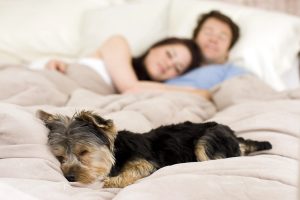 As pessoas que dormem com os seus animais de estimação na cama têm estas 7 características: é o que dizem os psicólogos