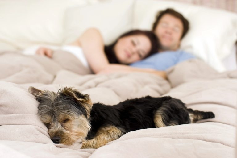 As pessoas que dormem com os seus animais de estimação na cama têm estas 7 características: é o que dizem os psicólogos