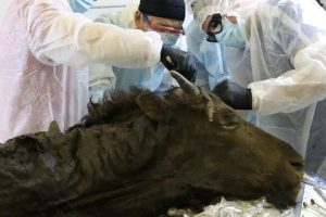 Tem 9.000 anos e a sua espécie está extinta, mas está tão bem conservado que talvez possam ressuscitá-lo