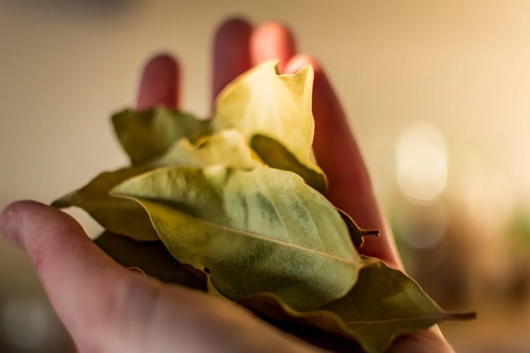 Onde colocar um frasco com folhas de louro para atrair dinheiro em setembro, de acordo com o feng shui