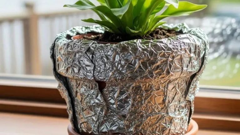 Papel alumínio nos vasos: qual é o seu verdadeiro benefício?