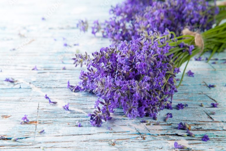 Por que é recomendável colocar saquinhos de lavanda na máquina de lavar?