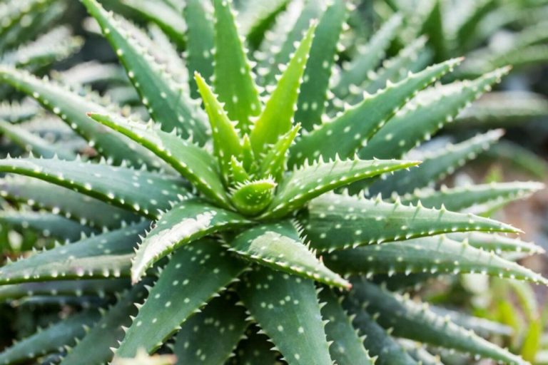 Os benefícios de cultivar aloe vera em casa ou no jardim: purifica o ar e cuida da pele