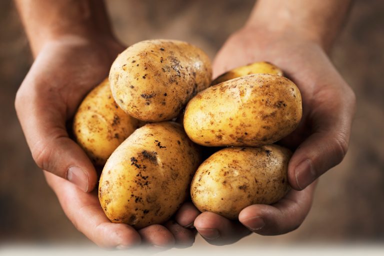 Um agricultor teve uma ideia para não deitar fora mais de 500 toneladas de batatas: tempo depois, dezenas de carros invadiram o seu campo