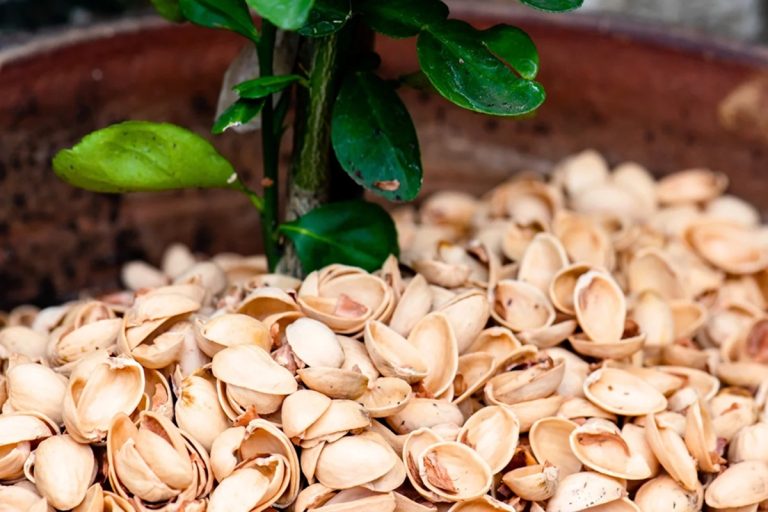 O truque com cascas de pistache para ter plantas radiantes