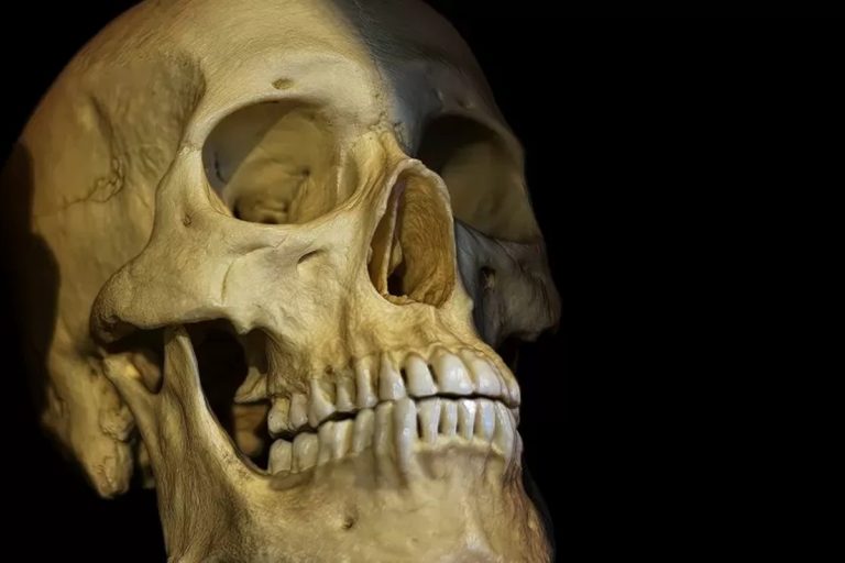 Descoberta do século: encontram um ancestral humano que muda completamente a história da evolução