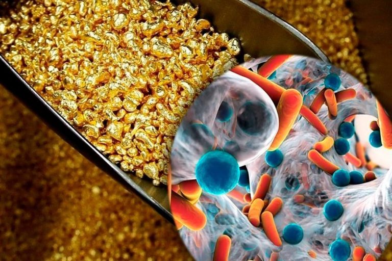 Bomba na microbiologia: cientistas descobrem uma bactéria que transforma matéria em ouro