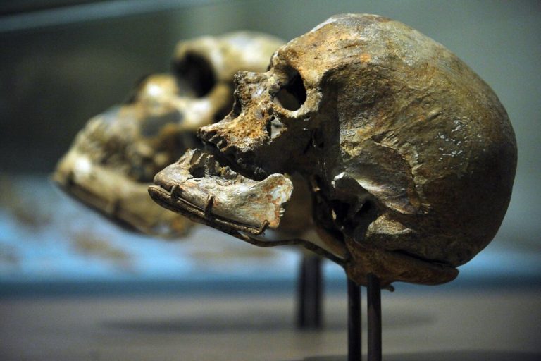 Descoberta do século: encontram um ancestral humano que muda completamente a história da evolução