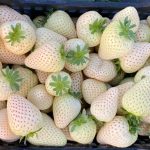 Kelleñ: o fruto mapuche que conquistou a Europa e mudou a história do morango