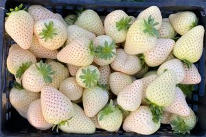 Kelleñ: o fruto mapuche que conquistou a Europa e mudou a história do morango