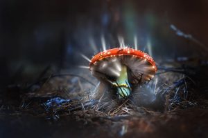 O surpreendente fungo da Amazônia que se alimenta de plásticos e pode ajudar a limpar o planeta