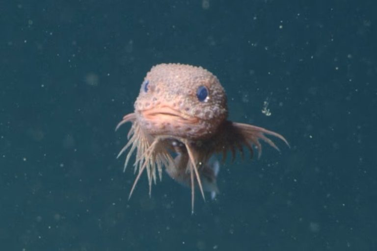 Cientistas descobriram três novas espécies de peixes-caracol nas águas profundas da Califórnia