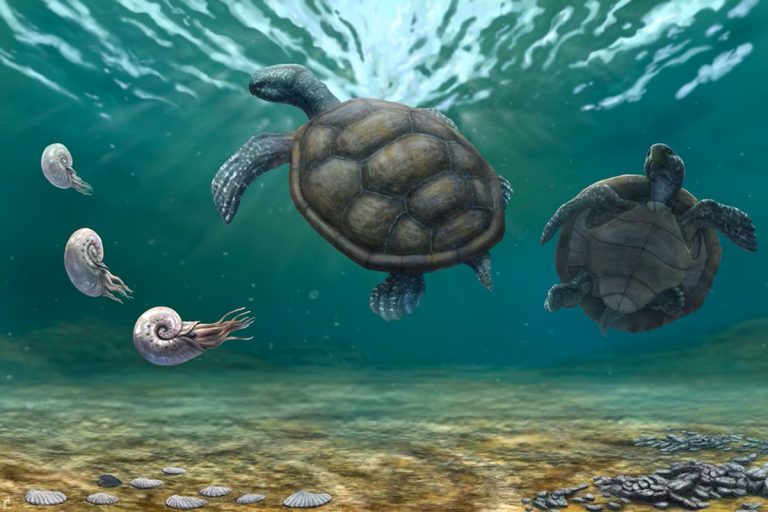 O boom da vida antes dos dinossauros: como foi o grande salto evolutivo há cerca de 520 milhões de anos