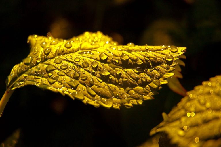 O fim da pobreza?: descobrem uma planta que produz ouro puro e pode ser cultivada em todas as casas