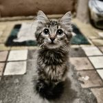 Casal transforma antiga quinta em refúgio para animais após adquirir propriedade com 16 gatos abandonados