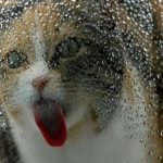 Uma simples tigela de vidro torna-se o passatempo favorito de muitos gatos graças a um truque viral: «É uma ideia brilhante»
