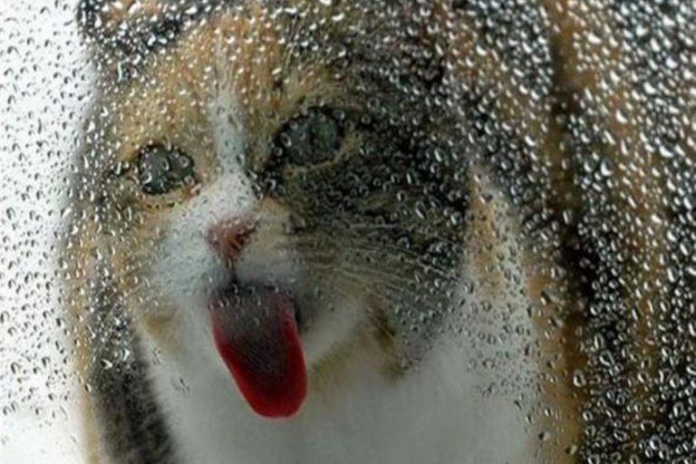 Uma simples tigela de vidro torna-se o passatempo favorito de muitos gatos graças a um truque viral: «É uma ideia brilhante»