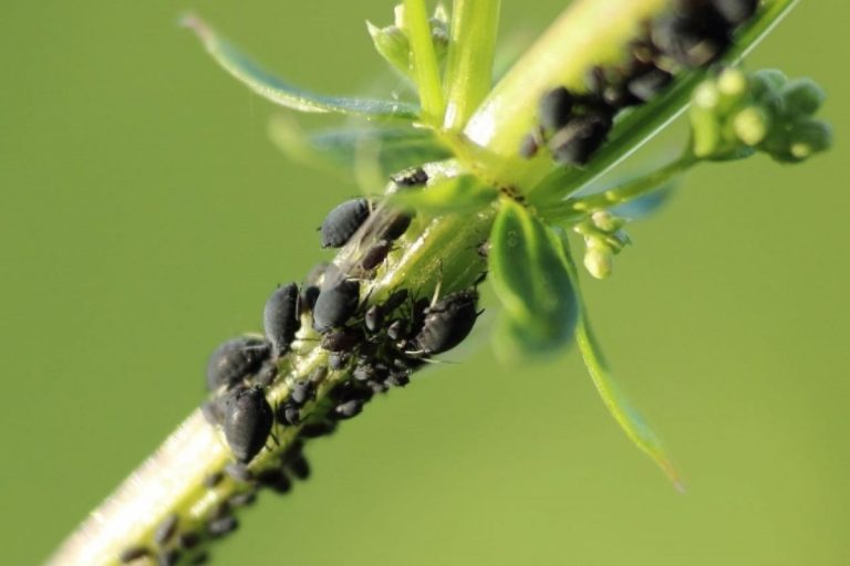Adeus aos pulgões nas plantas: o truque simples para eliminar os pulgões para sempre com um ingrediente natural